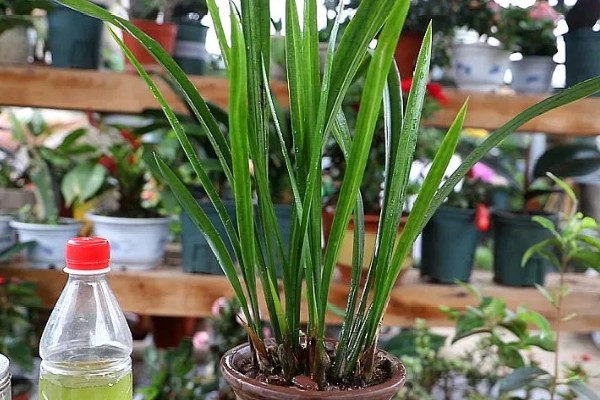 阳台怎么养殖建兰，可以选择泥盆来养殖