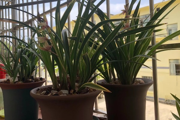 阳台怎么养殖建兰，可以选择泥盆来养殖