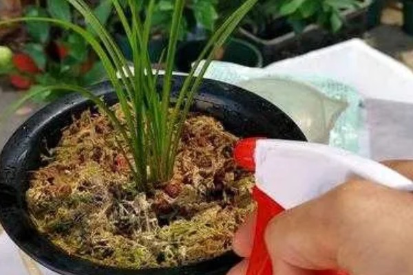 阳台怎么养殖建兰，可以选择泥盆来养殖