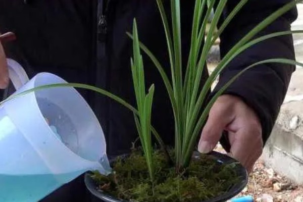 阳台怎么养殖建兰，可以选择泥盆来养殖