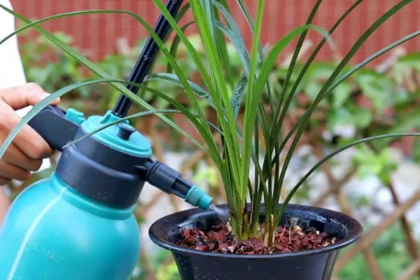 阳台怎么养殖建兰，可以选择泥盆来养殖