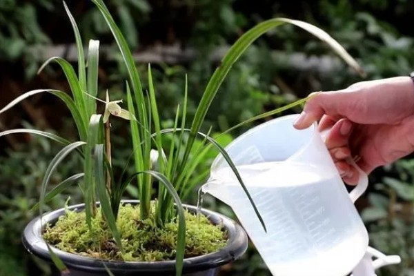 阳台怎么养殖建兰，可以选择泥盆来养殖