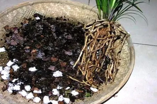 阳台怎么养殖建兰，可以选择泥盆来养殖