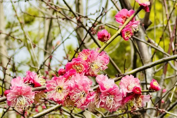 梅花的花期，华中地区要等到2-3月才可以开花