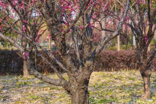 梅花的花期，华中地区要等到2-3月才可以开花