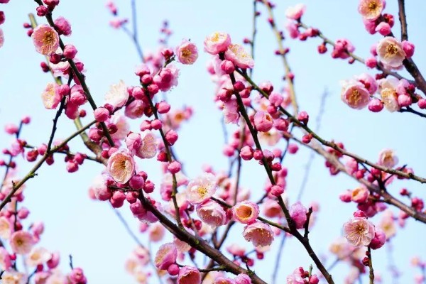 梅花的花期，华中地区要等到2-3月才可以开花