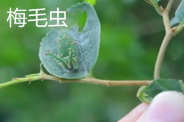 梅花的花期，华中地区要等到2-3月才可以开花