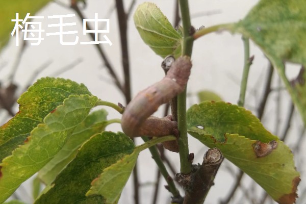 梅花的花期，华中地区要等到2-3月才可以开花