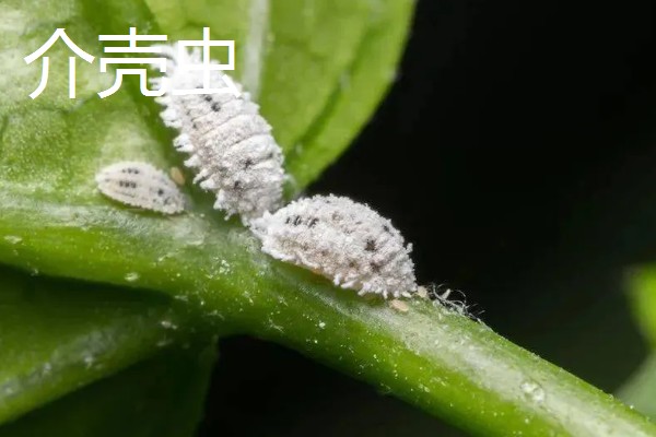 梅花的花期，华中地区要等到2-3月才可以开花