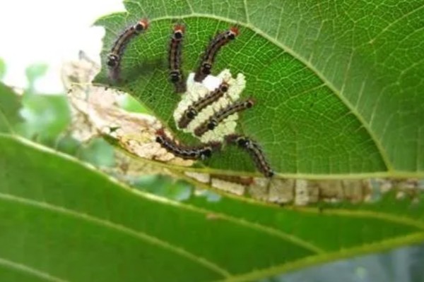 梅花的花期，华中地区要等到2-3月才可以开花