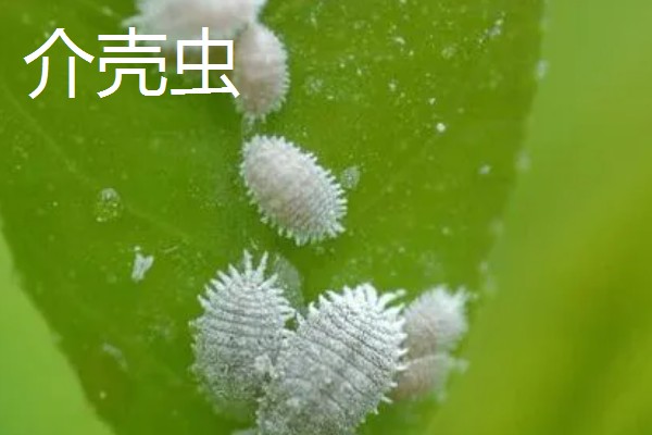 梅花的花期，华中地区要等到2-3月才可以开花