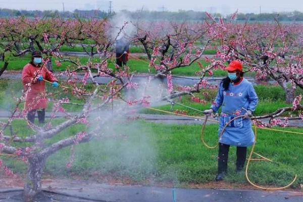 梅花的花期，华中地区要等到2-3月才可以开花