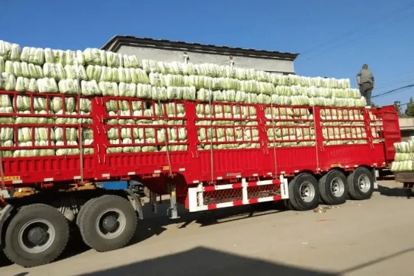 冬运大白菜的注意事项，中短途调运多以公路运输为主