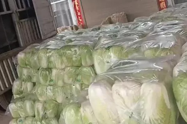 冬运大白菜的注意事项，中短途调运多以公路运输为主