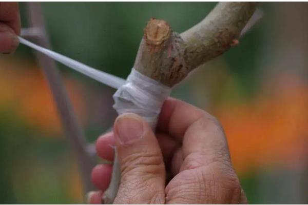 桃树的嫁接方法,将芽片和砧木的切口充分贴合