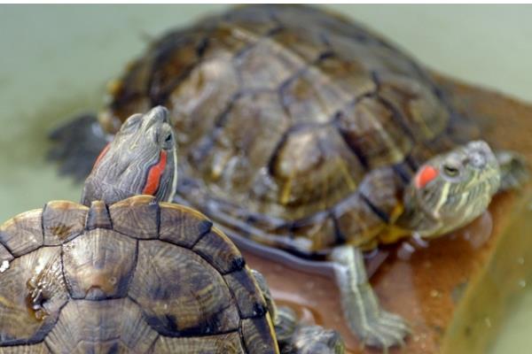 判断乌龟是否存活的方法，四肢有弹性、拉扯时有阻力即为存活