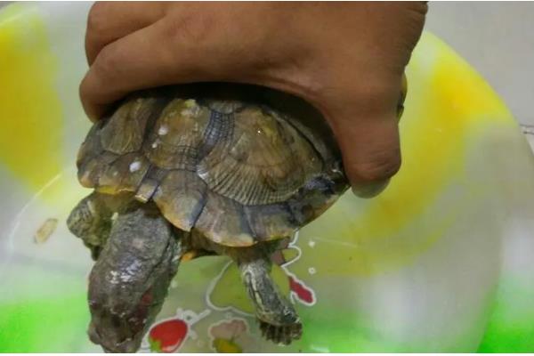 判断乌龟是否存活的方法，四肢有弹性、拉扯时有阻力即为存活