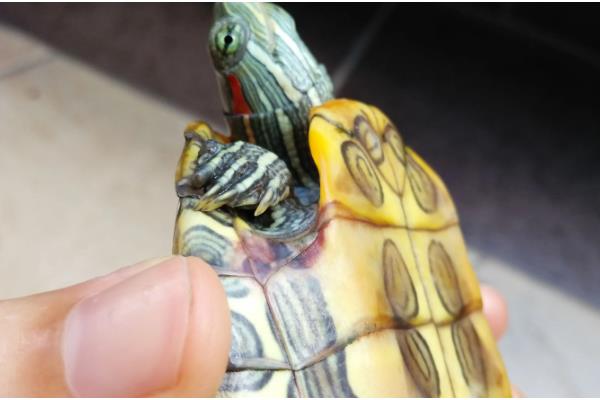 判断乌龟是否存活的方法，四肢有弹性、拉扯时有阻力即为存活