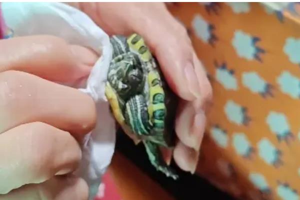 判断乌龟是否存活的方法，四肢有弹性、拉扯时有阻力即为存活