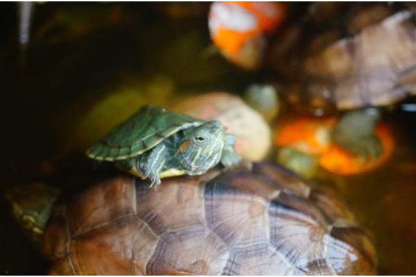 判断乌龟是否存活的方法，四肢有弹性、拉扯时有阻力即为存活