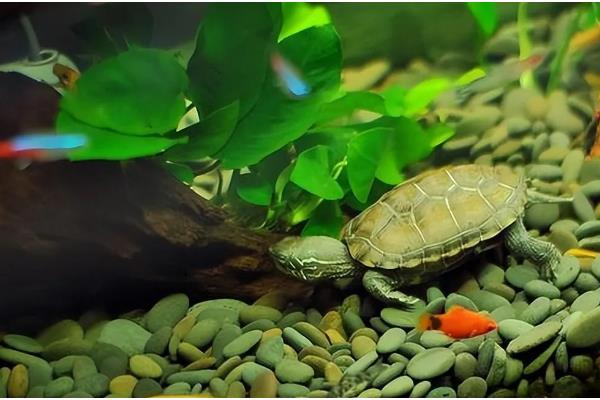 判断乌龟是否存活的方法，四肢有弹性、拉扯时有阻力即为存活