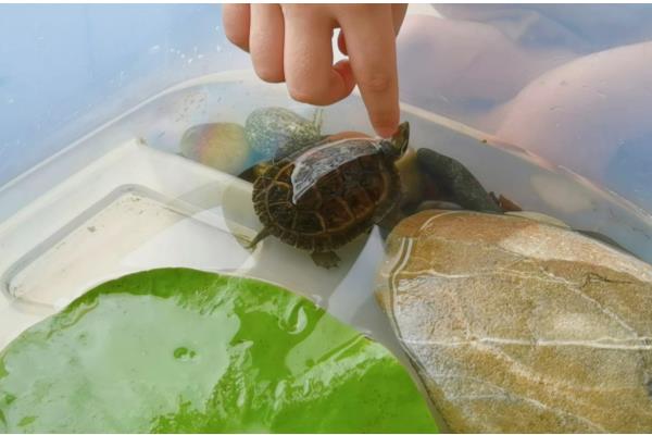 判断乌龟是否存活的方法，四肢有弹性、拉扯时有阻力即为存活