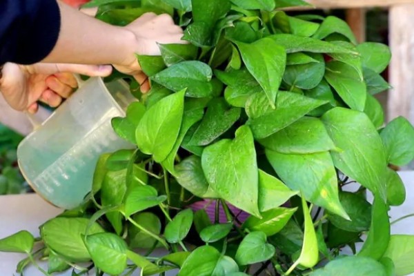 绿萝冬天能否施肥，每个月追施一次薄肥