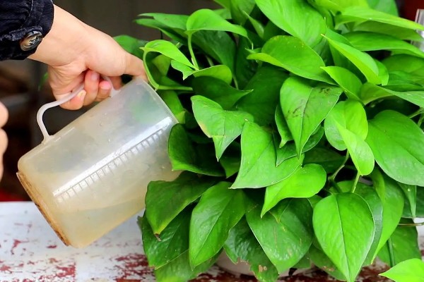 绿萝冬天能否施肥，每个月追施一次薄肥