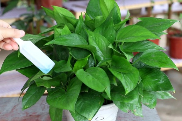 绿萝冬天能否施肥，每个月追施一次薄肥