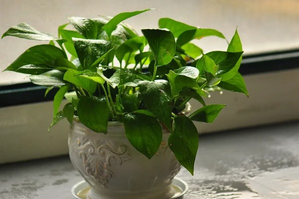 绿萝冬天能否施肥，每个月追施一次薄肥