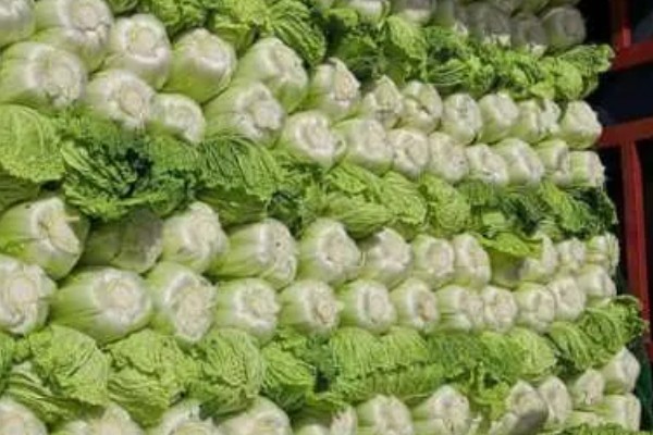 冬运大白菜的注意事项，中短途调运多以公路运输为主