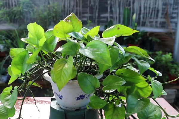 绿萝冬天能否施肥，每个月追施一次薄肥