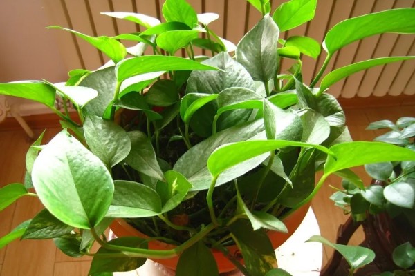 绿萝冬天能否施肥，每个月追施一次薄肥