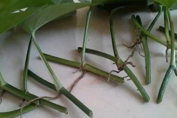 绿萝冬天能否施肥，每个月追施一次薄肥