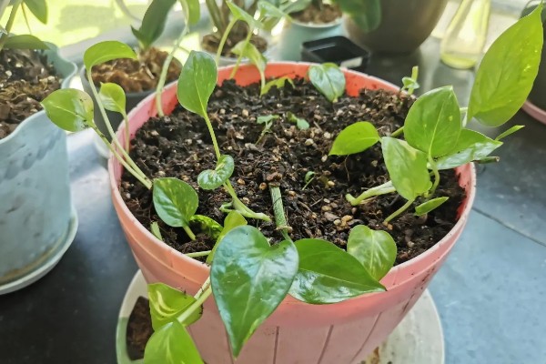 绿萝冬天能否施肥，每个月追施一次薄肥