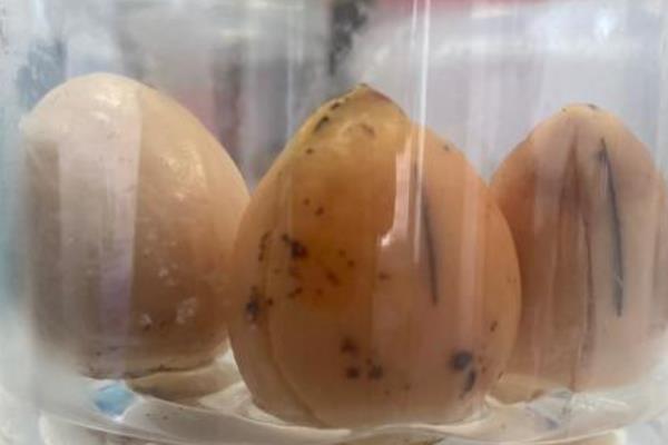 牛油果的养殖方法,对种子催芽后再播种