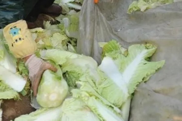 冬运大白菜的注意事项，中短途调运多以公路运输为主