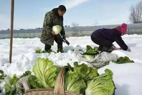 冬运大白菜的注意事项，中短途调运多以公路运输为主