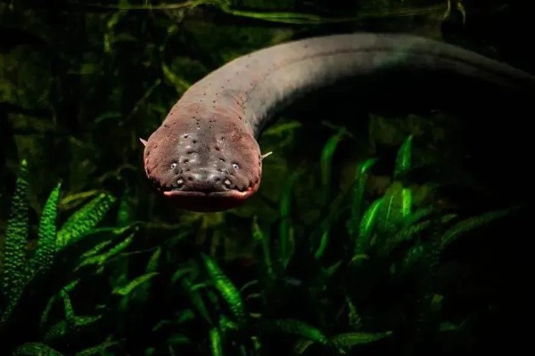 鳗鱼会放电的原因，只有电鳗才会放电