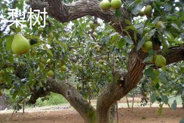 哪些果树容易成活，梨树、石榴树等品种的养活难度低