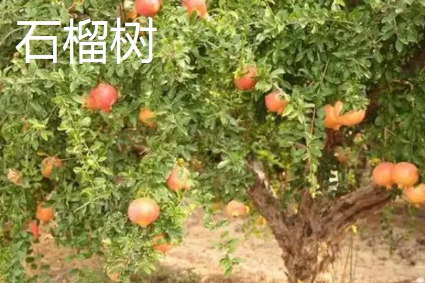 哪些果树容易成活，梨树、石榴树等品种的养活难度低