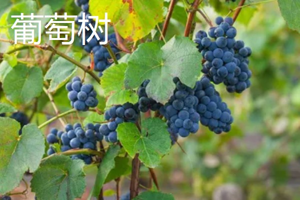 哪些果树容易成活，梨树、石榴树等品种的养活难度低