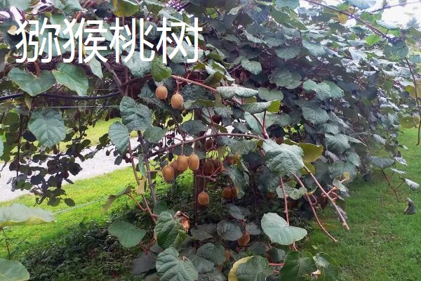 哪些果树容易成活，梨树、石榴树等品种的养活难度低