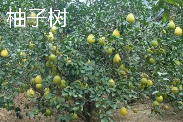 哪些果树容易成活，梨树、石榴树等品种的养活难度低