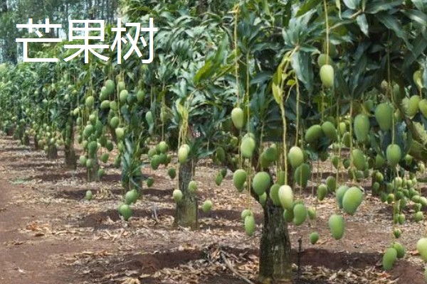 哪些果树容易成活，梨树、石榴树等品种的养活难度低