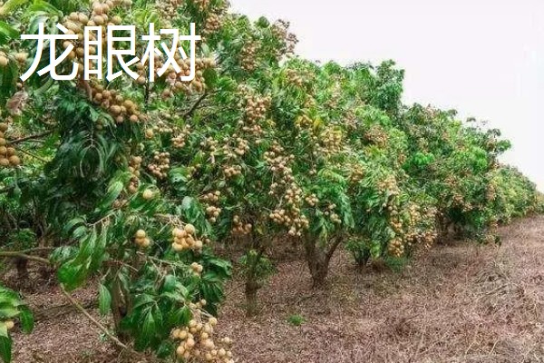 哪些果树容易成活，梨树、石榴树等品种的养活难度低