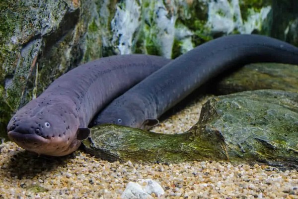 鳗鱼会放电的原因，只有电鳗才会放电