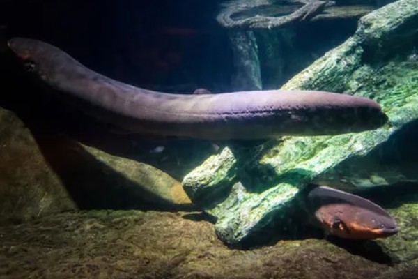 鳗鱼会放电的原因，只有电鳗才会放电