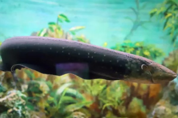 鳗鱼会放电的原因，只有电鳗才会放电