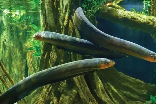 鳗鱼会放电的原因，只有电鳗才会放电